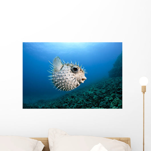 Hawaii, Maui, Spotted Porcupinefish swims along the ocean floor Wall Mural