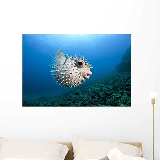 Hawaii, Maui, Spotted Porcupinefish swims along the ocean floor Wall Mural