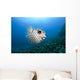 Hawaii, Maui, Spotted Porcupinefish swims along the ocean floor Wall Mural