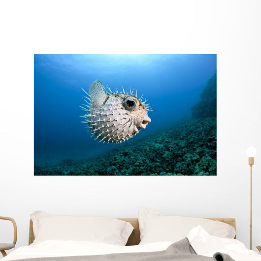 Hawaii, Maui, Spotted Porcupinefish swims along the ocean floor Wall Mural