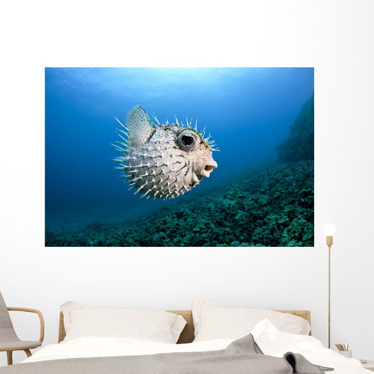 Hawaii, Maui, Spotted Porcupinefish swims along the ocean floor Wall Mural