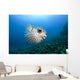 Hawaii, Maui, Spotted Porcupinefish swims along the ocean floor Wall Mural