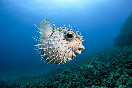 Hawaii, Maui, Spotted Porcupinefish swims along the ocean floor Wall Mural