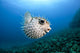 Hawaii, Maui, Spotted Porcupinefish swims along the ocean floor Wall Mural