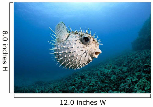 Hawaii, Maui, Spotted Porcupinefish swims along the ocean floor Wall Mural