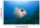 Hawaii, Maui, Spotted Porcupinefish swims along the ocean floor Wall Mural
