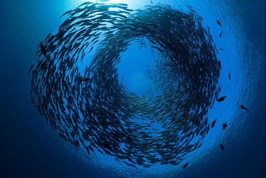 Schooling bigeye jacks above the liberty wreck Wall Mural