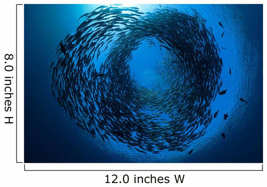 Schooling bigeye jacks above the liberty wreck Wall Mural