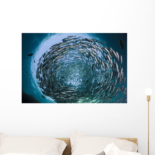 Schooling bigeye jacks above the liberty wreck Wall Mural