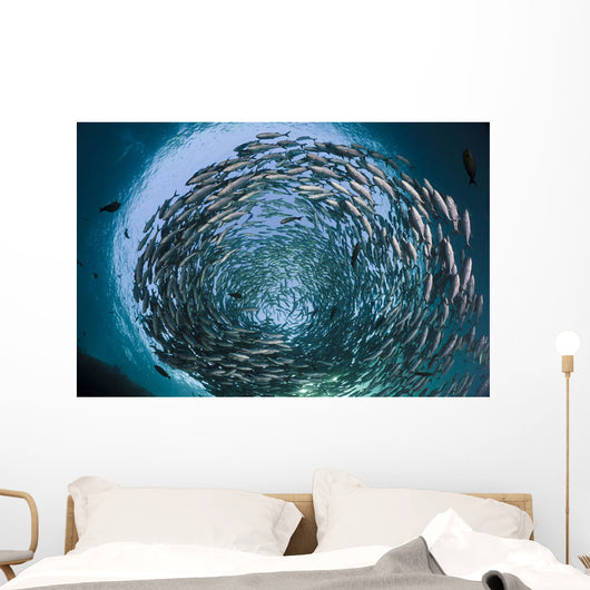 Schooling bigeye jacks above the liberty wreck Wall Mural