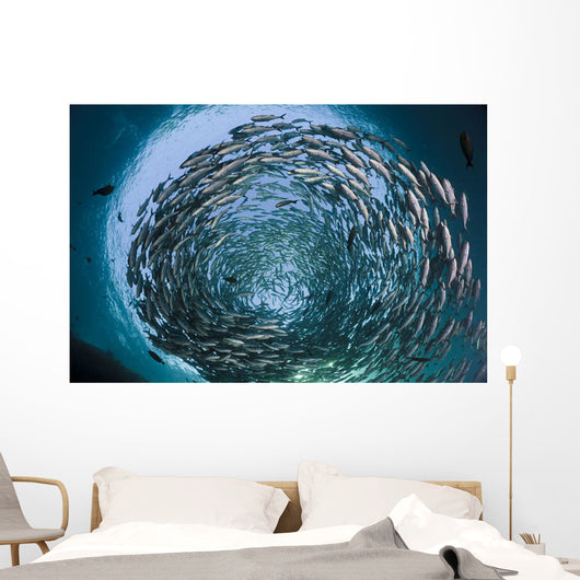 Schooling bigeye jacks above the liberty wreck Wall Mural