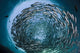 Schooling bigeye jacks above the liberty wreck Wall Mural