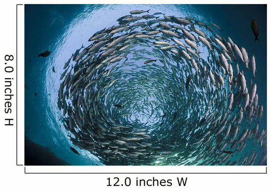 Schooling bigeye jacks above the liberty wreck Wall Mural