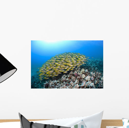 Hawaii, School of Bluestripe Snapper on the ocean floor Wall Mural