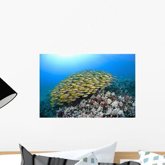 Hawaii, School of Bluestripe Snapper on the ocean floor Wall Mural
