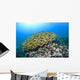 Hawaii, School of Bluestripe Snapper on the ocean floor Wall Mural