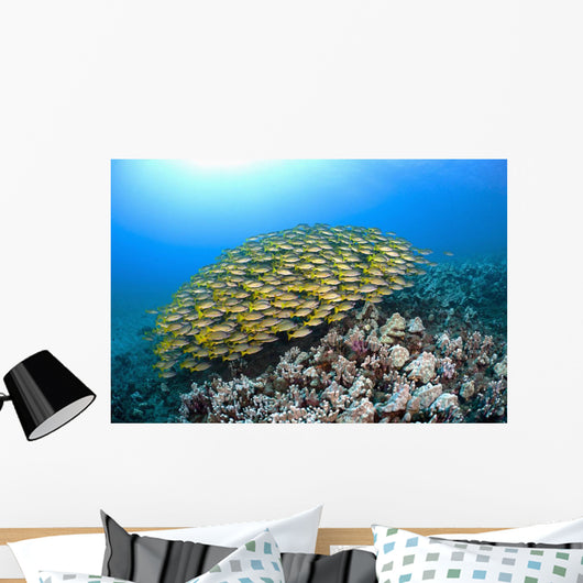 Hawaii, School of Bluestripe Snapper on the ocean floor Wall Mural