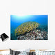 Hawaii, School of Bluestripe Snapper on the ocean floor Wall Mural