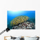 Hawaii, School of Bluestripe Snapper on the ocean floor Wall Mural