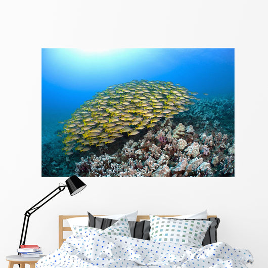 Hawaii, School of Bluestripe Snapper on the ocean floor Wall Mural