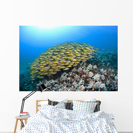 Hawaii, School of Bluestripe Snapper on the ocean floor Wall Mural