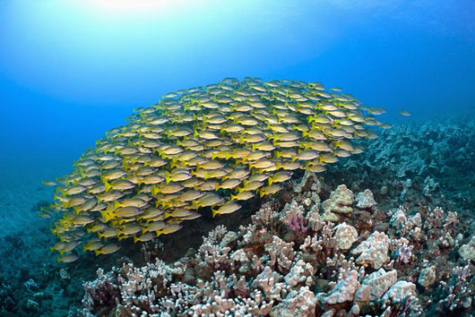 Hawaii, School of Bluestripe Snapper on the ocean floor Wall Mural