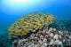 Hawaii, School of Bluestripe Snapper on the ocean floor Wall Mural