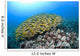 Hawaii, School of Bluestripe Snapper on the ocean floor Wall Mural