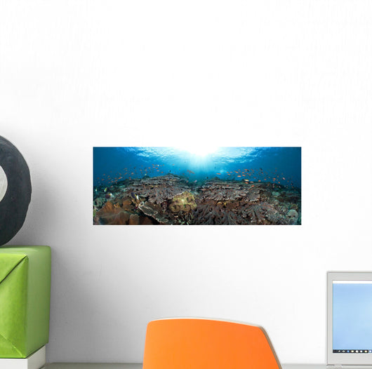 schooling anthias in a reef panorama Wall Mural
