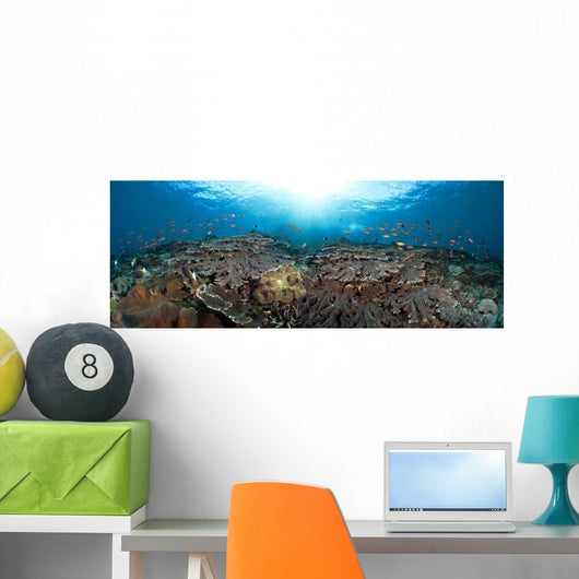 schooling anthias in a reef panorama Wall Mural