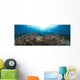 schooling anthias in a reef panorama Wall Mural