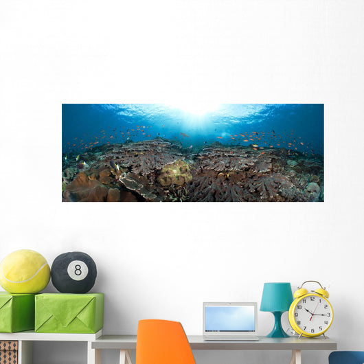 schooling anthias in a reef panorama Wall Mural