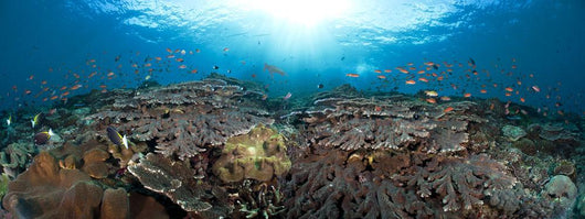 schooling anthias in a reef panorama Wall Mural