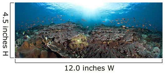 schooling anthias in a reef panorama Wall Mural