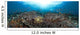 schooling anthias in a reef panorama Wall Mural