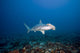 Scalloped Hammerhead shark swimming on the ocean floor Wall Mural