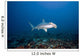 Scalloped Hammerhead shark swimming on the ocean floor Wall Mural
