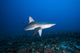 Hawaii, Molokai, Grey reef shark swimming below Mokuhooniki Rock Wall Mural