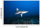 Hawaii, Molokai, Grey reef shark swimming below Mokuhooniki Rock Wall Mural