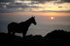 Hawaii, Big Island, horse at North Kohala Ranch at Sunset Wall Mural