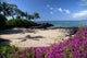 Hawaii, Maui, Makena, Bougainvillea flowers at secret beach Wall Mural