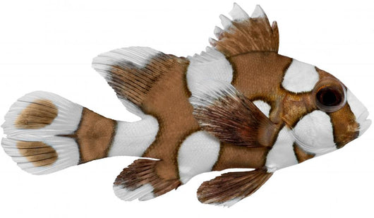 Harlequin Sweetlips Fish Plectorhynchus Wall Decal