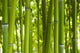 Bamboo Bamboo 06 Wall Mural
