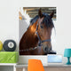 Horse Closeup Wall Mural