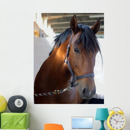 Horse Closeup Wall Mural