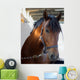 Horse Closeup Wall Mural