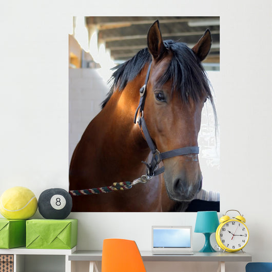 Horse Closeup Wall Mural