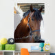 Horse Closeup Wall Mural