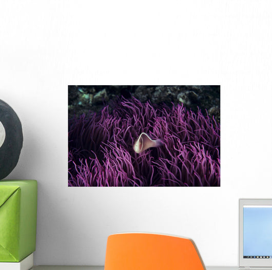 Indonesia, Pink Anenome fish in sea Anenome Wall Mural