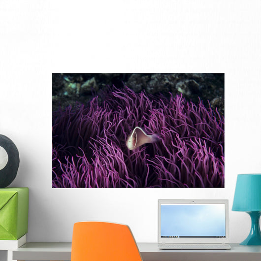 Indonesia, Pink Anenome fish in sea Anenome Wall Mural